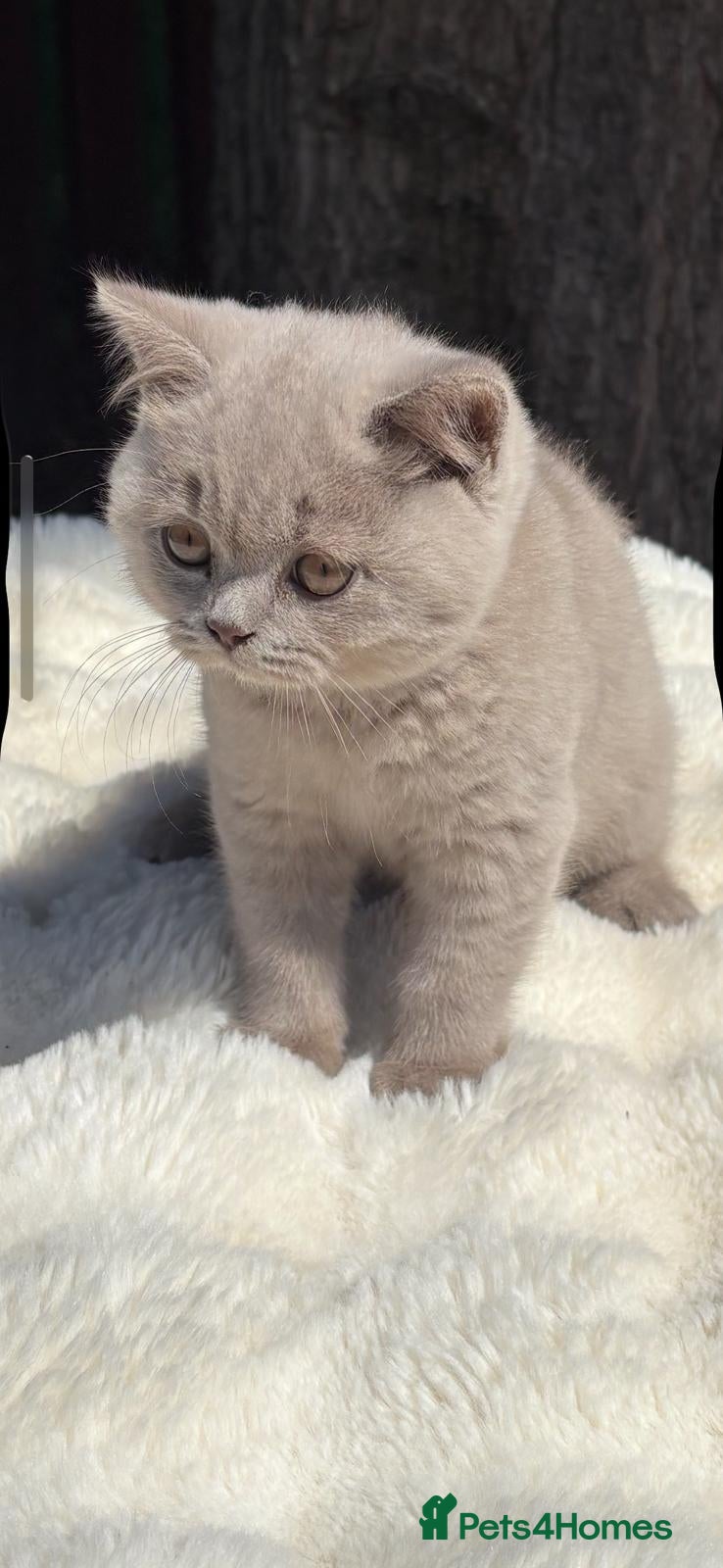 British Shorthair cats for sale: British shorthair kittens for sale  - Advert 1