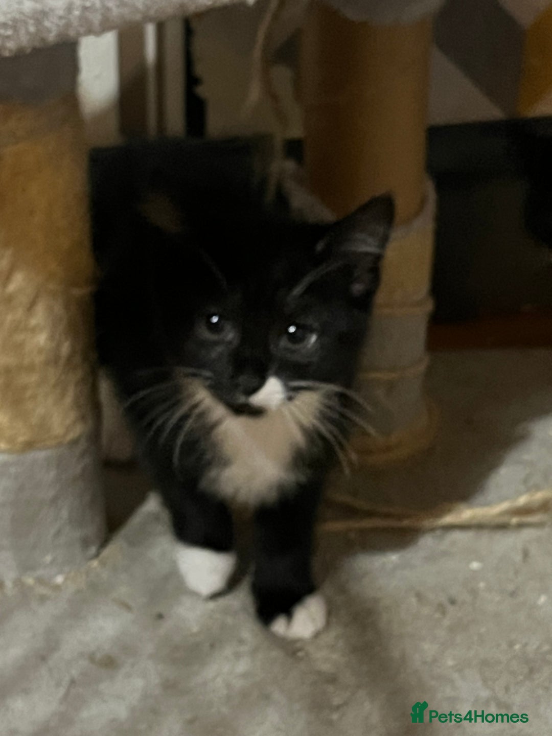 Mixed Breed cats for sale: Mixed breed kittens  - Advert 1