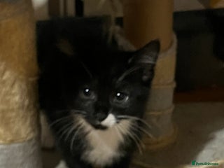 Mixed Breed cats Mixed breed kittens - Advert 1