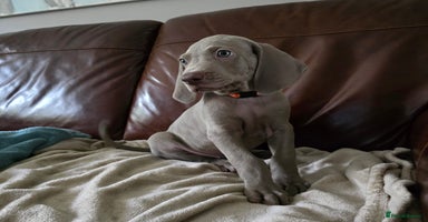 Weimaraner dogs - Advert 1