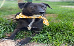 Mixed Breed dogs for adoption: 🐶💖 MOLLY 💖🐶 - Image 4