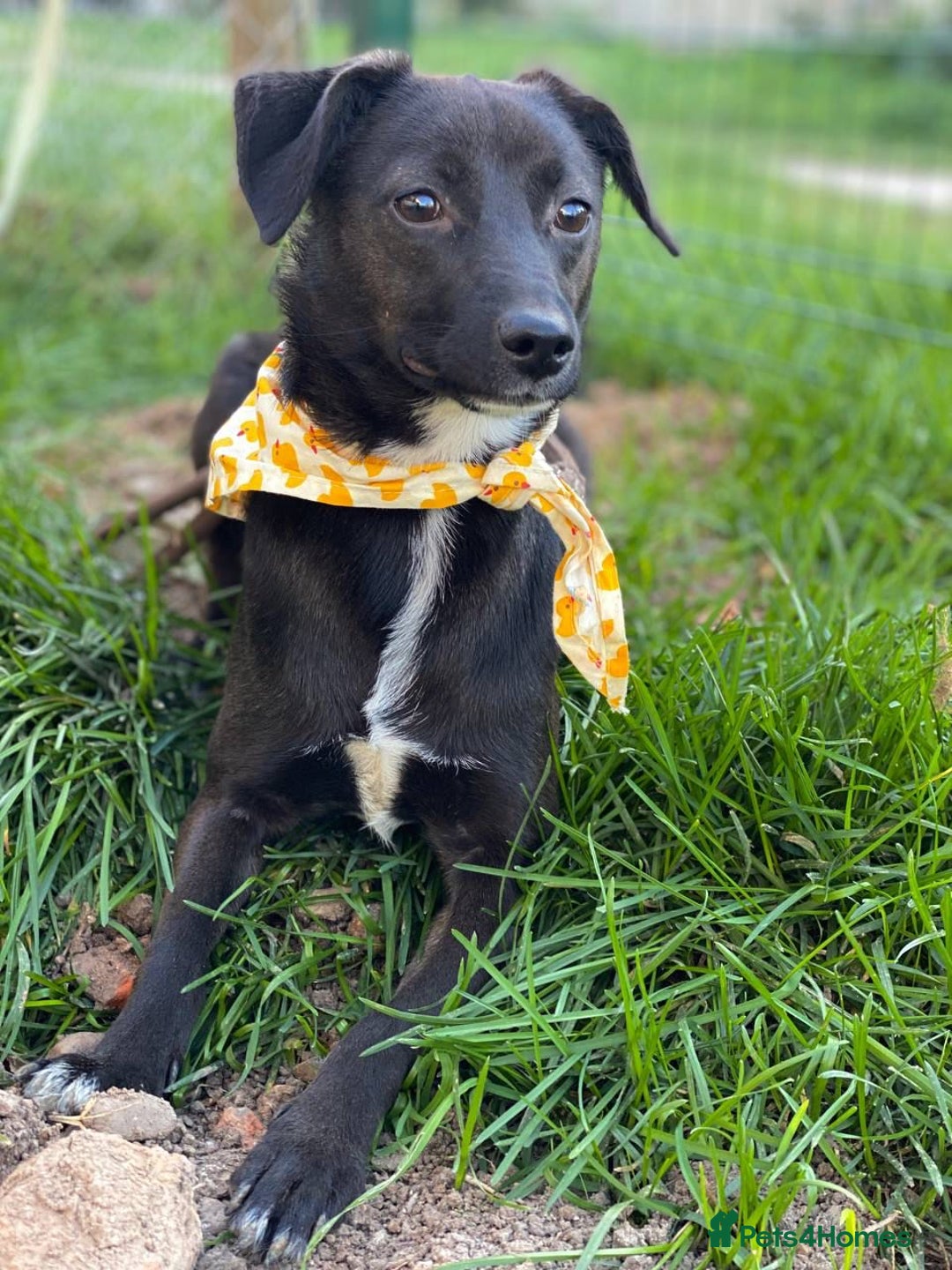 Mixed Breed dogs for adoption: 🐶💖 MOLLY 💖🐶 - Image 4