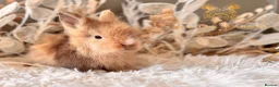 Lionhead rabbits for sale: Beautiful Fully Vaccinated Lionheads! - Advert 17