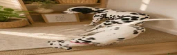 Dalmatian dogs for stud: Kc dalmatian black spot  - Advert 2