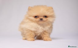Pomeranian dogs for sale: True to type Pomeranian Puppies  - Image 4