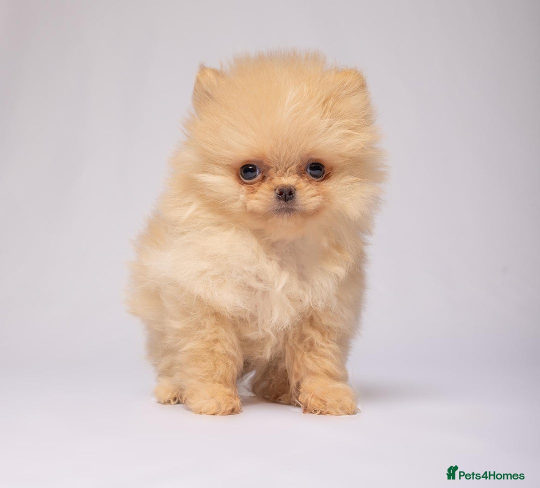 Pomeranian dogs for sale: True to type Pomeranian Puppies  - Image 4