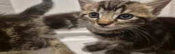 Mixed Breed cats for sale: Cute tabby kittens ready to go to their new homes - Advert 2