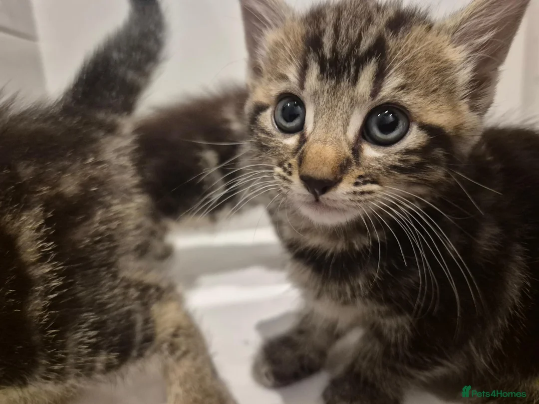 Mixed Breed cats for sale: Cute tabby kittens ready to go to their new homes - Advert 2