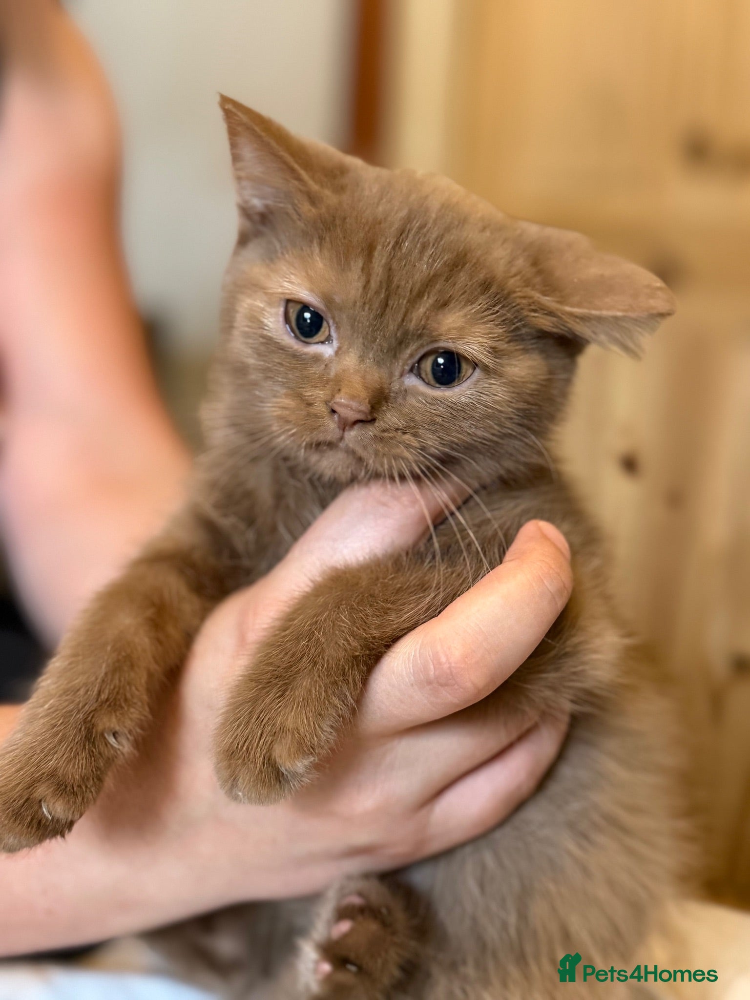 British Shorthair cats 🐾TICA REG BEAUTIFUL BSH 🐾   - Advert 1