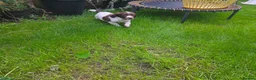 English Springer Spaniel dogs for sale: Kc reg ready now. English springer spaniel puppies - Advert 10