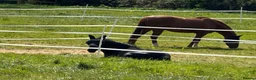 Dales horses for sale: Exceptional Dales Mare Studbook Section A in Coventry - Advert 2