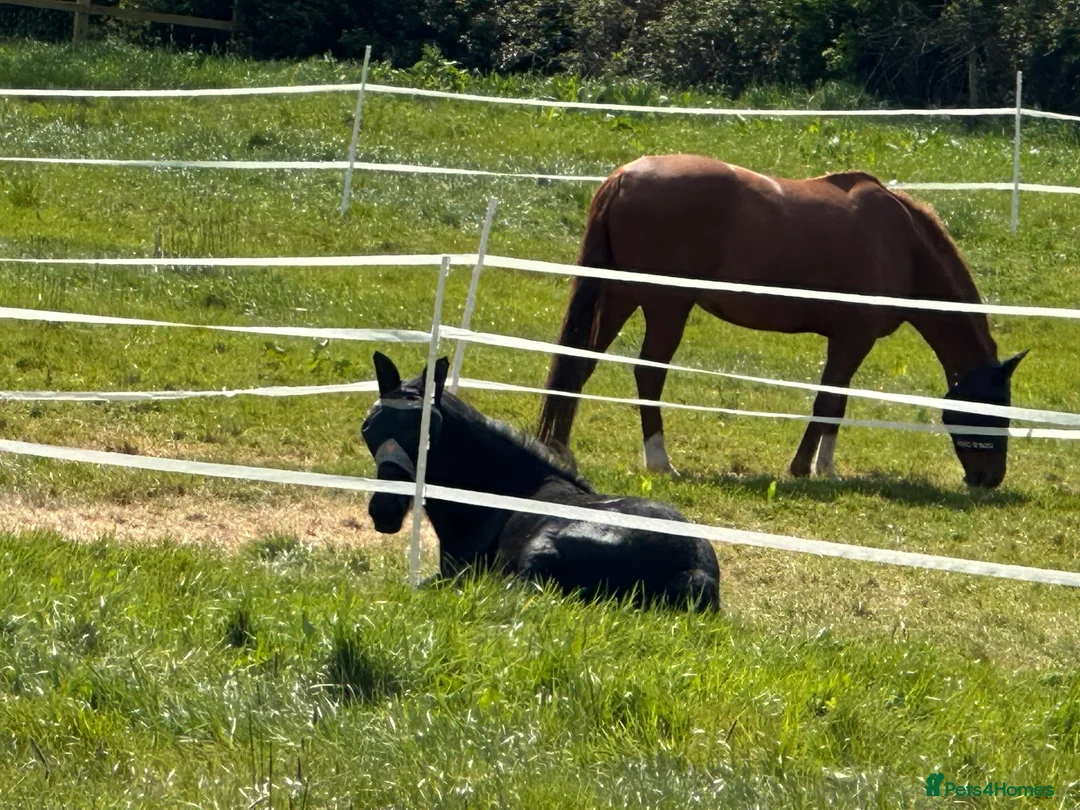 Dales horses for sale: Exceptional Dales Mare Studbook Section A in Coventry - Advert 2
