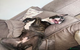 Mixed Breed dogs for sale: Duke the bullmastiff x corso - Image 1