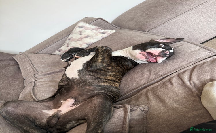 Mixed Breed dogs - Advert 10