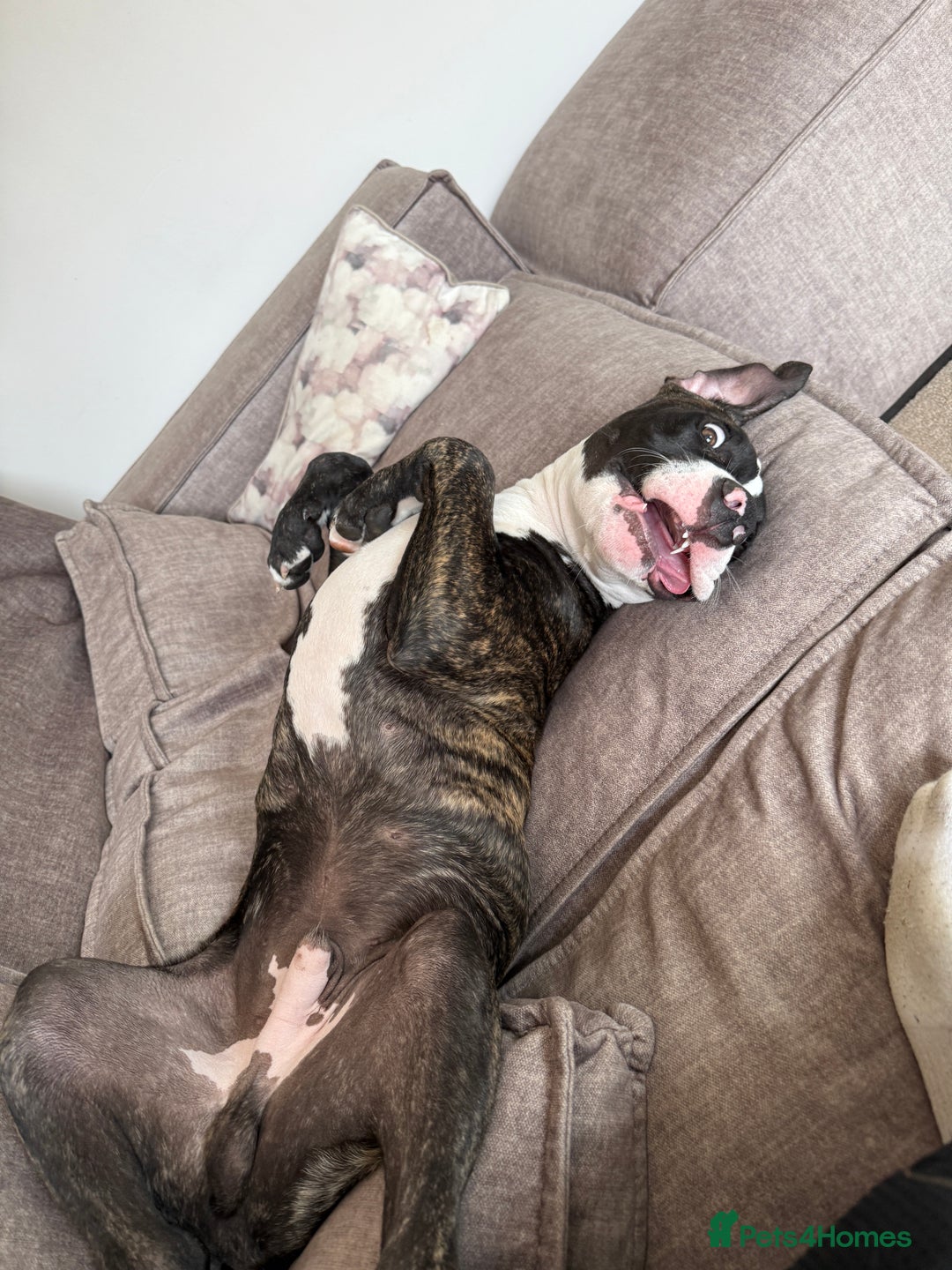 Mixed Breed dogs for sale: Duke the bullmastiff x corso - Image 1