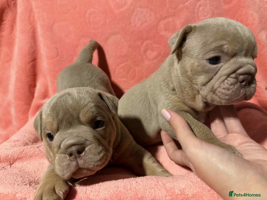 Olde English Bulldogge dogs for sale: The best Old English Bulldogge  - Advert 10