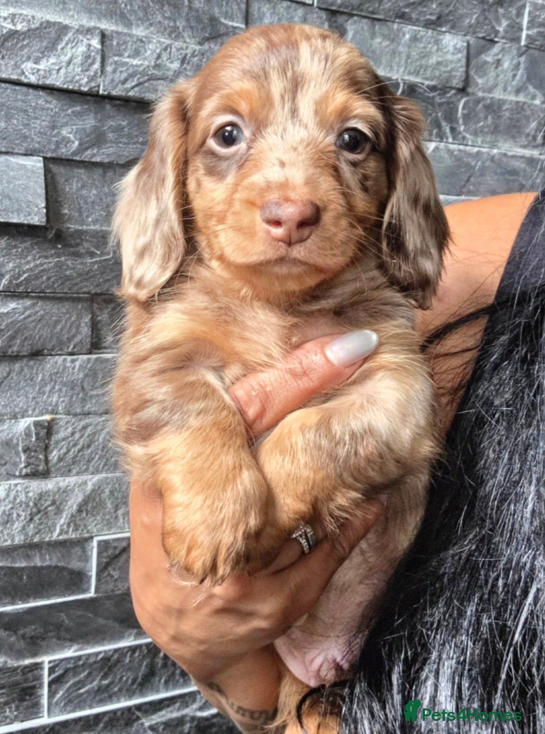 Miniature Dachshund dogs True Long Hair Minature Dachshunds - Advert 11