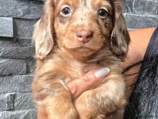 Miniature Dachshund dogs True Long Hair Minature Dachshunds - Advert 11