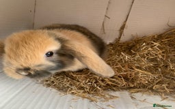 Mini Lop rabbits for sale: mini lop babies - Image 2