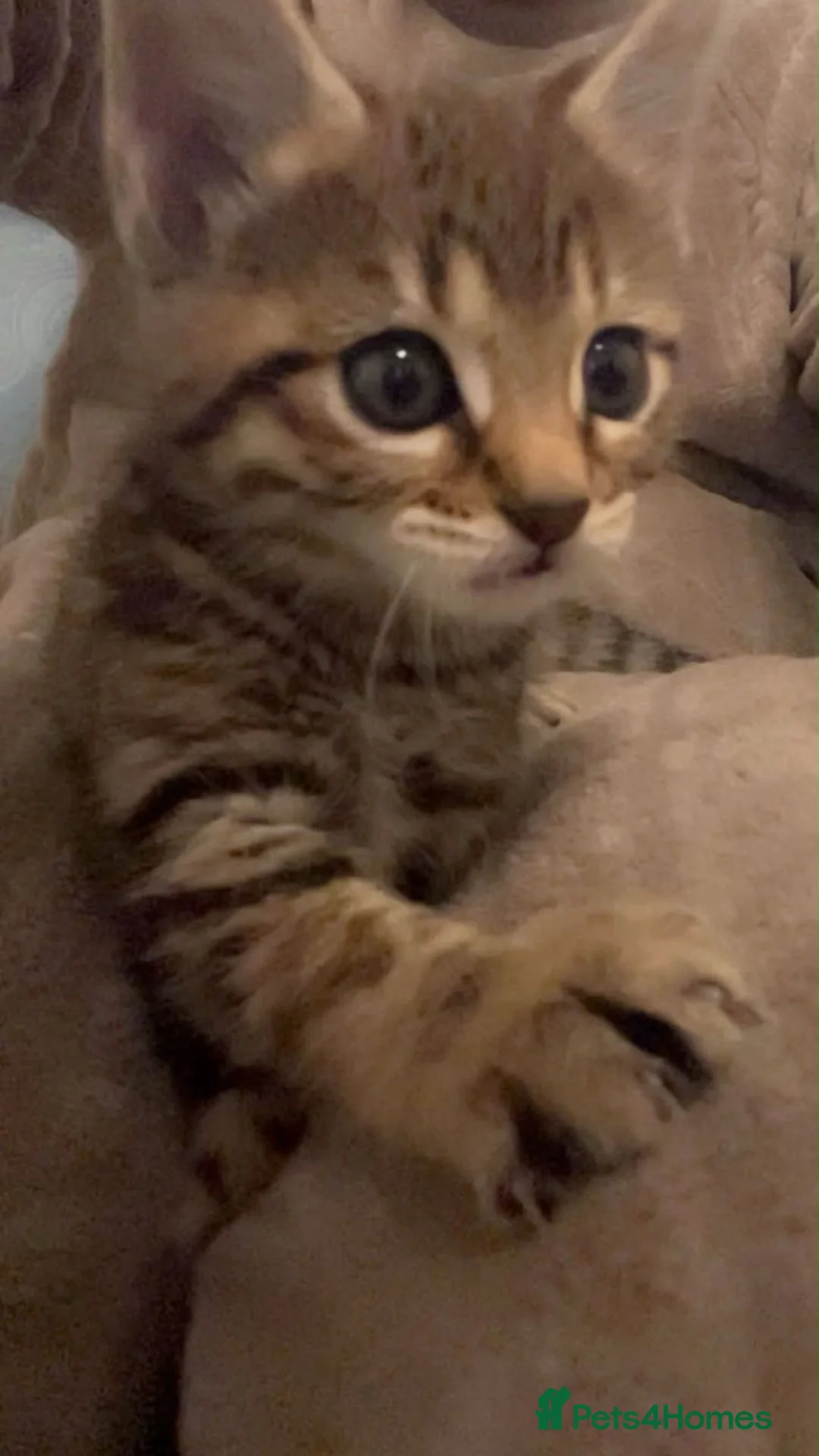 Mixed Breed cats for sale: 2 Bengal X tabby kittens for sale in Stoke-on-Trent - Advert 8