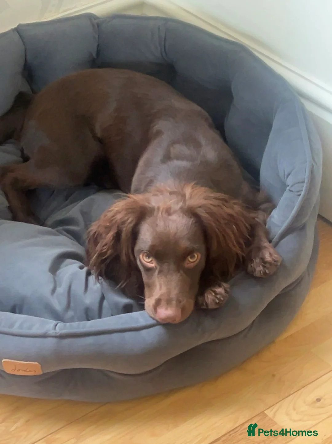 Cocker Spaniel dogs for sale: Olive Beautiful Chocolate Working Cocker Bitch - Advert 1