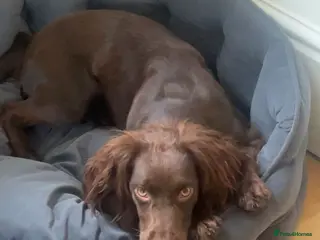 Cocker Spaniel dogs Olive Beautiful Chocolate Working Cocker Bitch - Advert 3