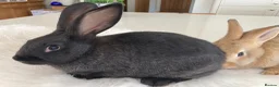 New Zealand rabbits for sale: New Zealand and Continental bunnies - Advert 3