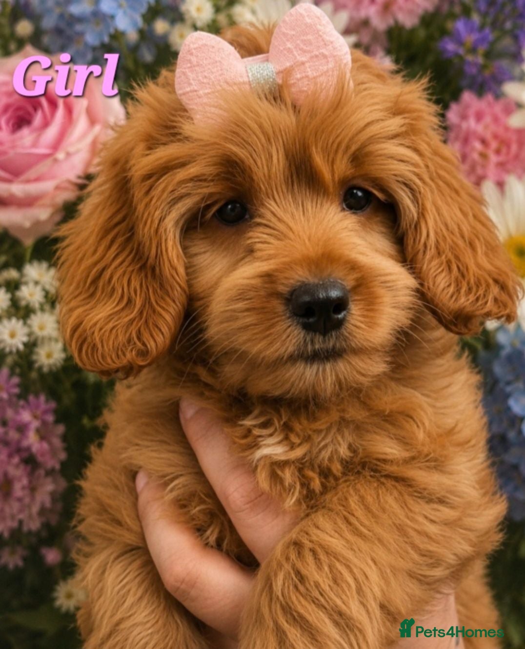 Cavapoo dogs 🔥FULLY VACCINATED EXTENSIVELY DNA HEALTH TESTED🔥 - Advert 2