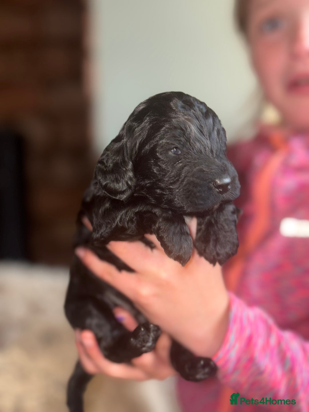 Cockapoo dogs for sale: Cockapoos  - Image 3
