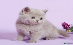 British Shorthair cats for sale: Beautiful lilac/fawn British shorthair kittens - Image 4