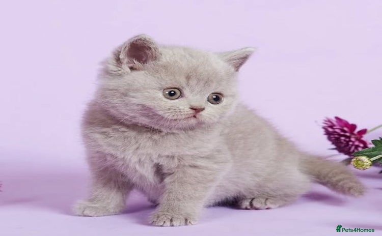British Shorthair cats - Advert 6