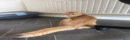 British Shorthair cats for sale: GCCF registered BSH Chocolate Golden Kittens - Advert 8