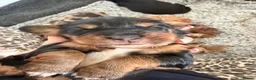 Mixed Breed dogs for sale: Beautiful Cocker X pups  - Advert 9
