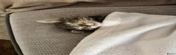 Mixed Breed cats for sale: 2 Maine coone/siberian kittens for sale  - Advert 12