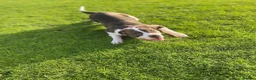 American Bully dogs for sale: She’s a legal Bully  - Advert 3