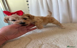 Maltipoo dogs for sale: F1 beautiful maltipoo baby’s 🩵🩷 - Image 18