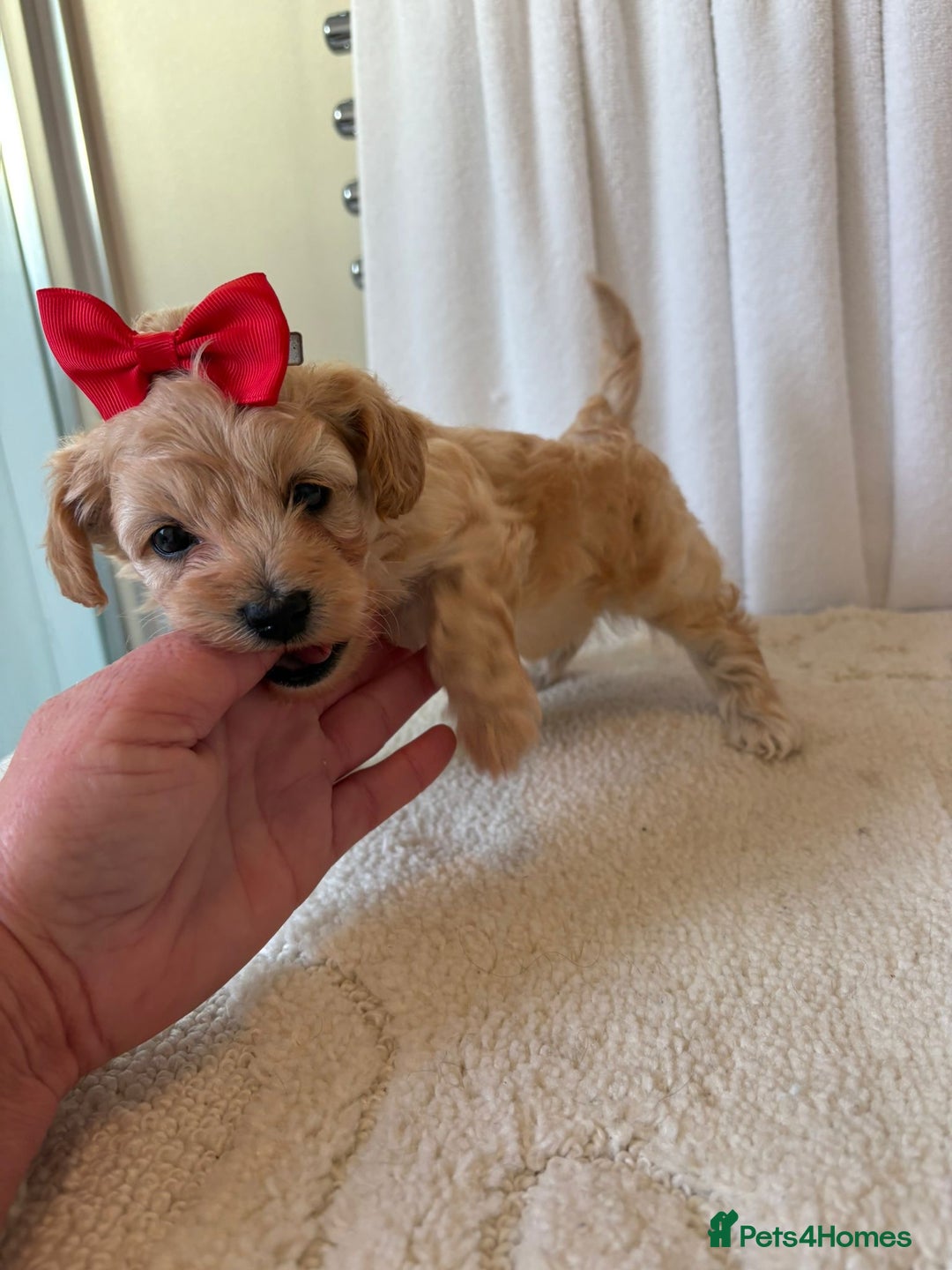 Maltipoo dogs for sale: F1 beautiful maltipoo baby’s 🩵🩷 - Image 18