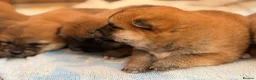 Japanese Shiba Inu dogs for sale: Japanese Shiba Inu Puppies Parents Health Tested - Advert 10