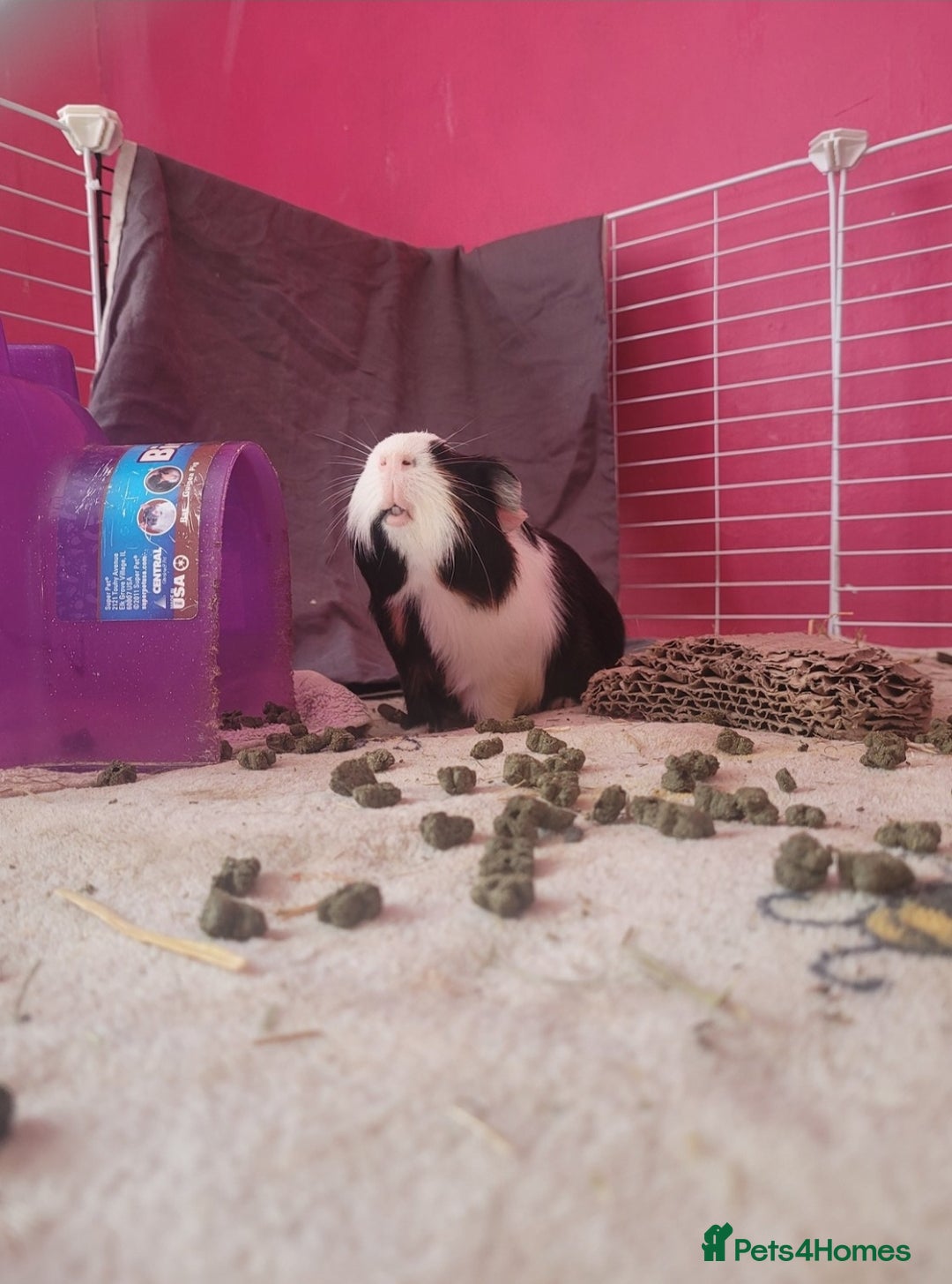 Guinea Pig rodents for sale: male guinea pigs - Advert 3