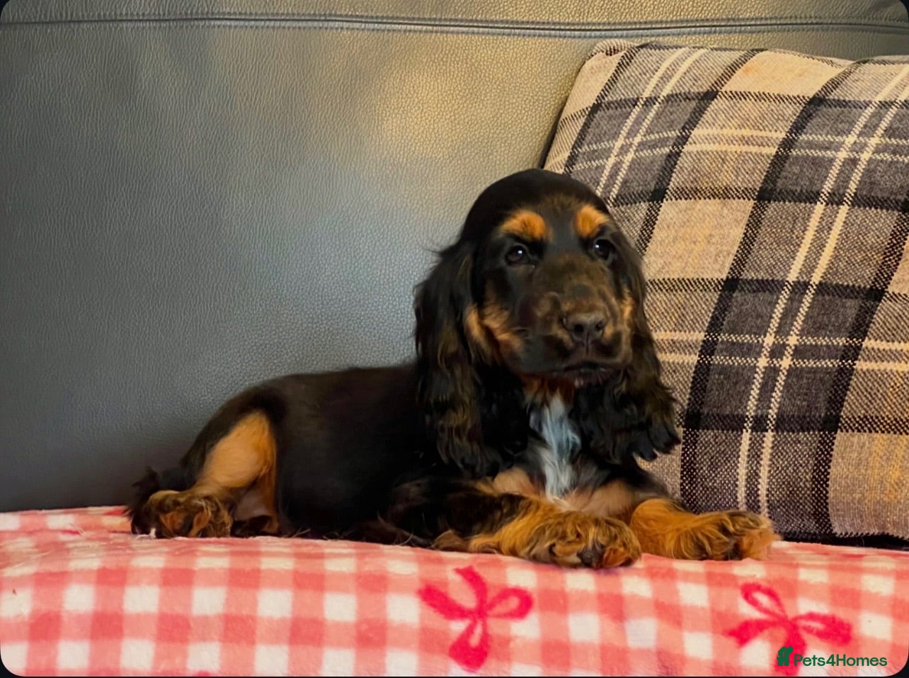 Cocker Spaniel dogs BLACK AND TAN SHOW TYPE COCKER SPANIEL GIRL  - Advert 3