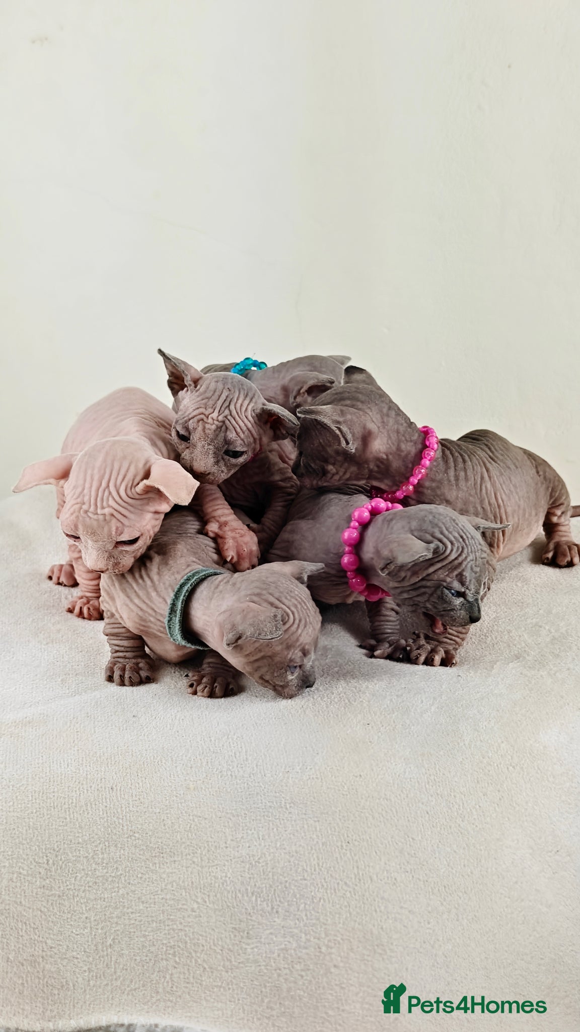 Sphynx cats Beautiful Canadian Sphynx kittens - Advert 15