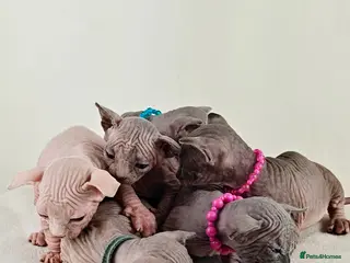 Sphynx cats Beautiful Canadian Sphynx kittens - Advert 1