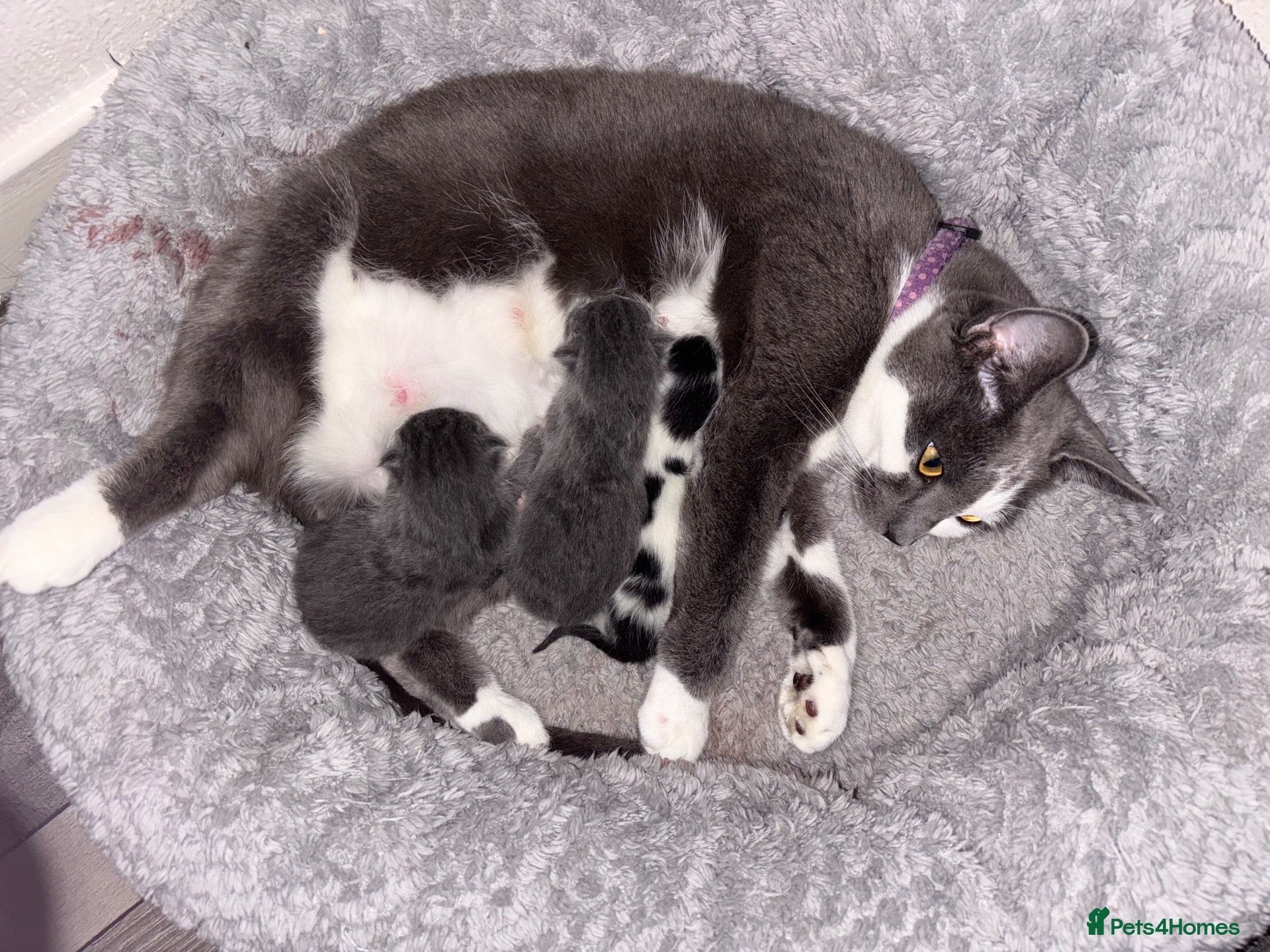 Mixed Breed cats Last girl looking for forever home - Advert 19