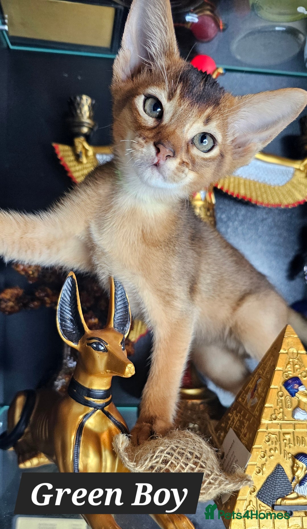 Abyssinian cats for sale: 4 Abyssinian kittens for sale - Advert 9