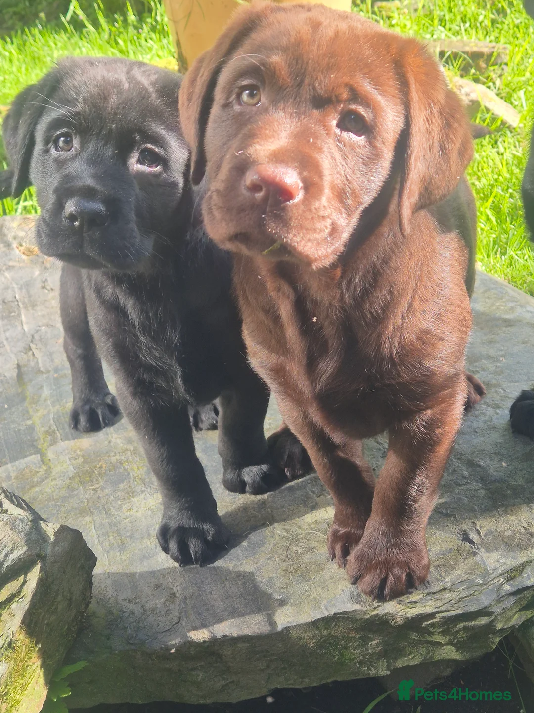 Labrador Retriever dogs for sale: KC Reg Black Labrador Puppies - Ready to Go! - Advert 2
