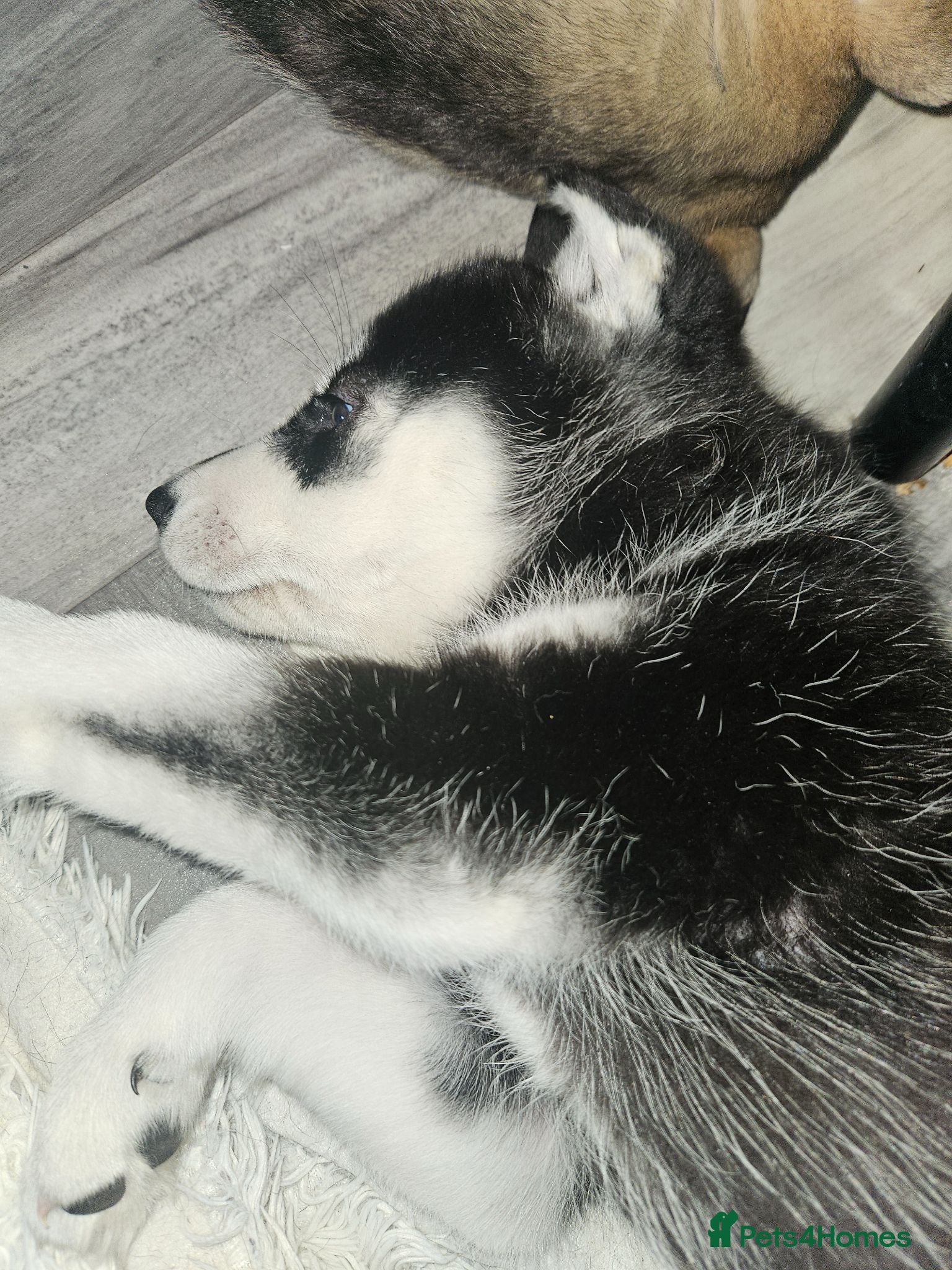 Mixed Breed dogs Puppy - Advert 13