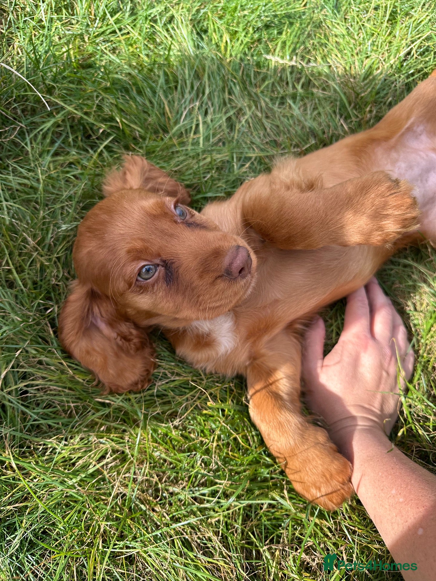 Cocker Spaniel dogs Working Cocker Spaniel Puppies - Advert 1