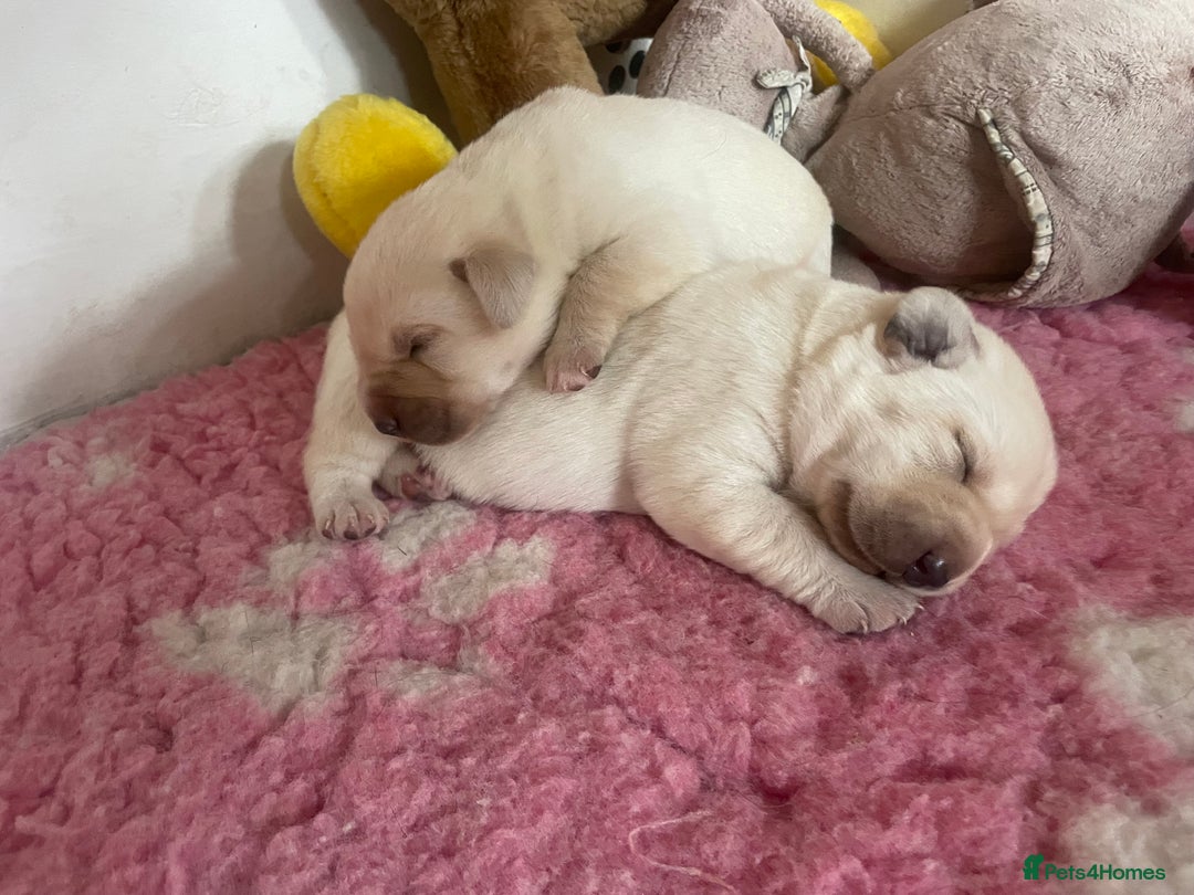 Labrador Retriever dogs for sale: Fabulous KC registered labradors - Image 33