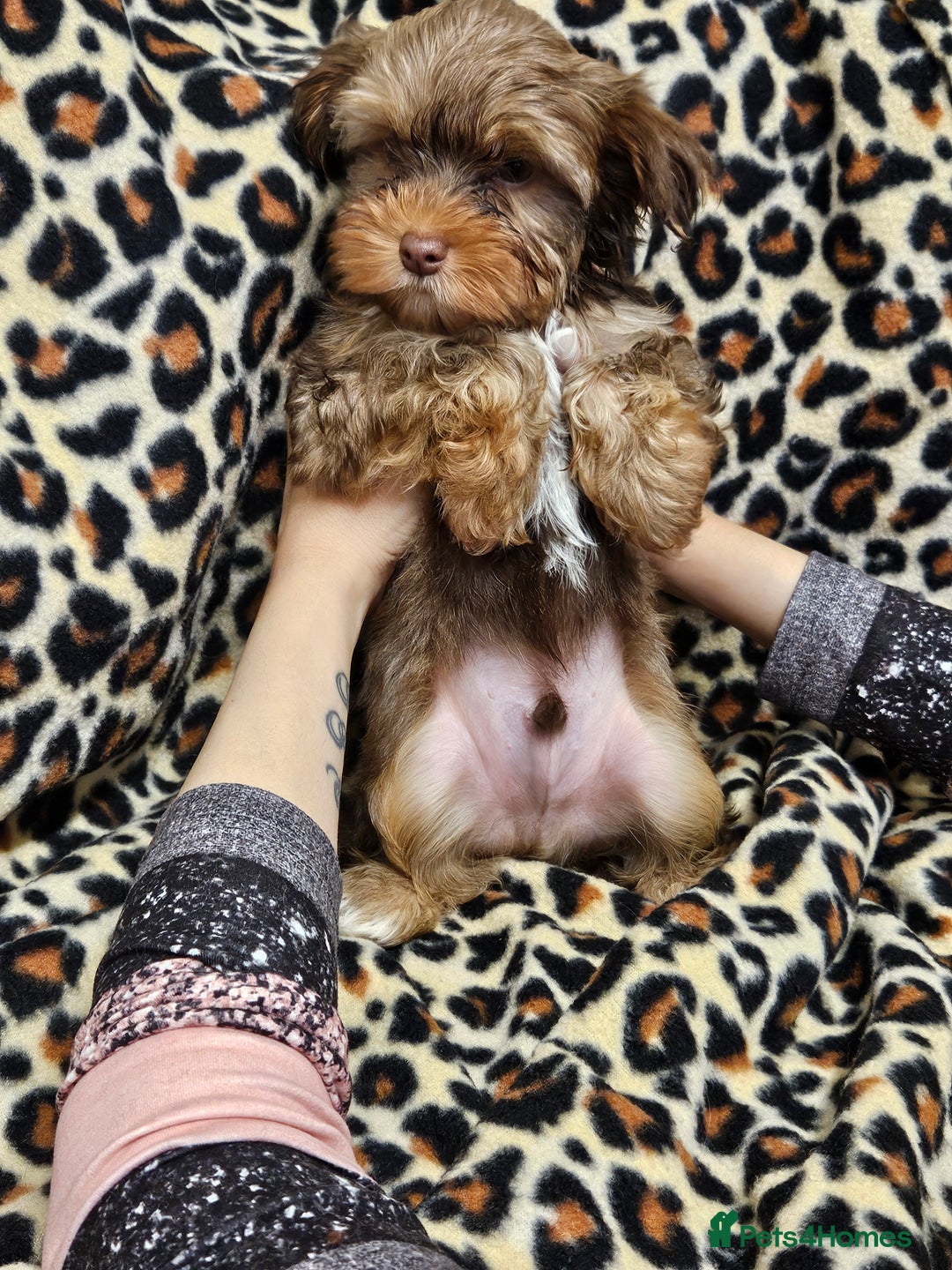 Yorkshire Terrier dogs for sale: 🧡 DNA tested parents 🤎 Chocolate Red boy  - Advert 21