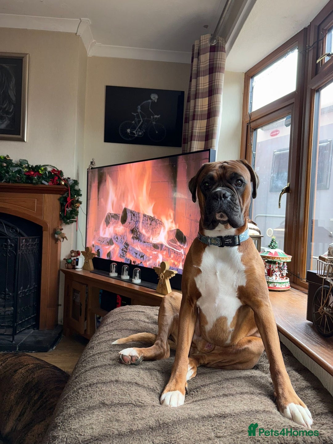 Boxer dogs for stud: Boxer for stud - Advert 3